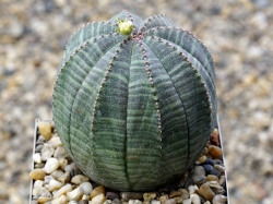 Euphorbia obesa