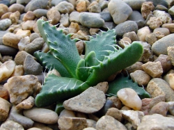 Фото взрослого растения