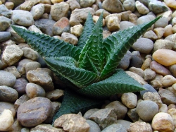 Фото взрослого растения