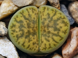 Lithops bromfieldii v. insularis 'Sulphurea' C 362