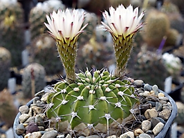 Acanthocalycium spiniflorum VG 1270