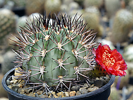 Acanthocalycium thionanthum v. erythranthum VG 1029