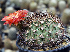 Acanthocalycium thionanthum v. erythranthum WR 763