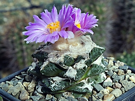 Ariocarpus fissuratus RS 420
