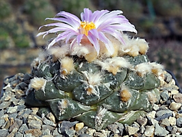 Ariocarpus fissuratus v. lloydii GM 427