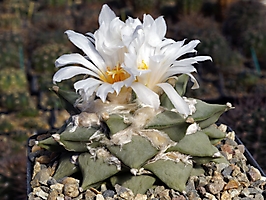 Ariocarpus furfuraceus KMR 58B