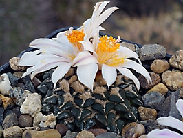 Ariocarpus kotschoubeyanus v. albiflorus PP 411