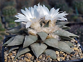 Ariocarpus retusus