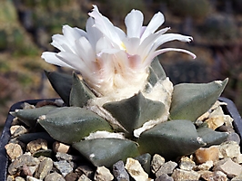 Ariocarpus retusus BKM 913