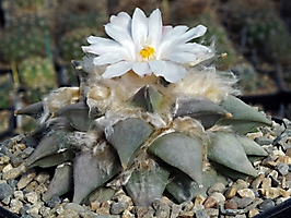 Ariocarpus retusus ssp. sladkovskyi VZD 191