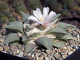 Ariocarpus retusus v. elongatus KMR 25A