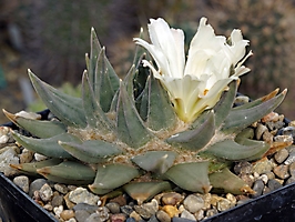 Ariocarpus trigonus