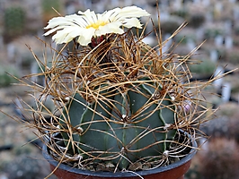Astrophytum senile v. aureum PP 471
