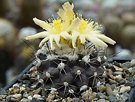 Copiapoa atacamensis