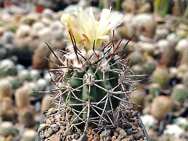 Copiapoa bridgesii KK 1399