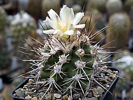 Copiapoa coquimbana HNS 196
