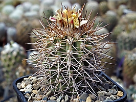 Copiapoa echinoides HNS 204