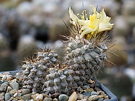 Copiapoa humilis KH 1058