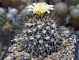 Copiapoa megarhiza PV 2424
