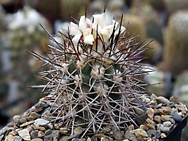 Copiapoa pseudocoquimbana FK 83-77