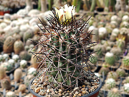 Copiapoa schulziana HNS 207