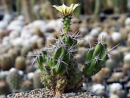Corynopuntia