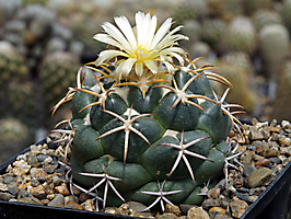 Coryphantha bumamma RS 914