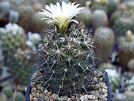 Coryphantha delaetiana RUS 023