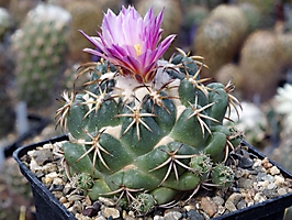 Coryphantha elephantidens MZ 592