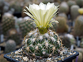 Coryphantha jalpanensis L 1233