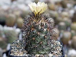 Coryphantha kracikii KKR 339