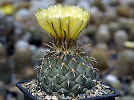 Coryphantha