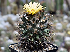 Coryphantha scheeri v. valida SB 299