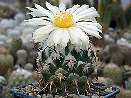 Coryphantha tripugionacantha