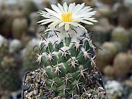 Coryphantha tripugionacantha L 1464