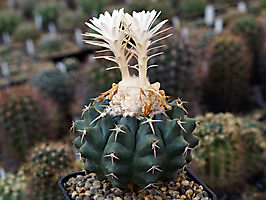 Discocactus magnimammus HU 324