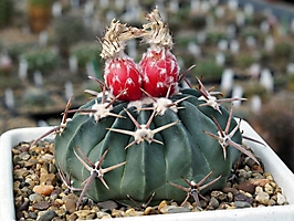 Echinocactus texensis