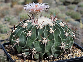 Echinocactus_texensis_LAPPIN_3