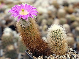 Echinocereus delaetii v. freudenbergeri L 1032