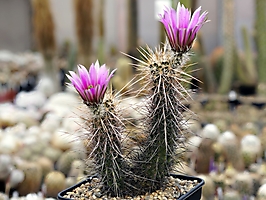 Echinocereus engelmannii