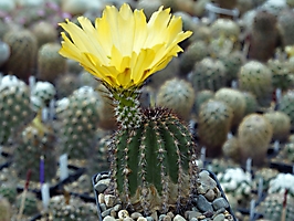 Echinocereus stoloniferus SB 1330