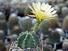Echinocereus subinermis MZ 1401