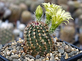 Echinocereus viridiflorus RP 88