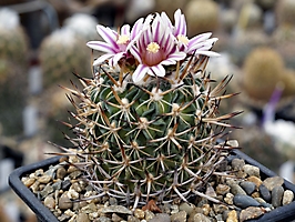 Echinofossulocactus dichroacanthus Nagl 82.010