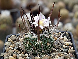 Echinofossulocactus grandicornis