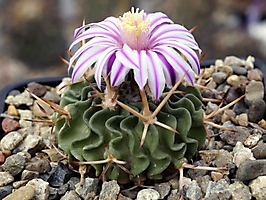 Echinofossulocactus lamellosus CH 410