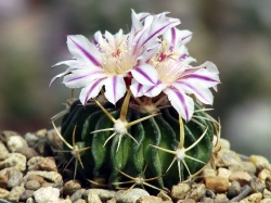 Echinofossulocactus