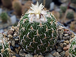 Echinofossulocactus phyllacanthus RS 454c
