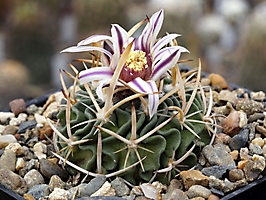 Echinofossulocactus phyllacanthus v. nova