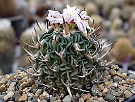 Echinofossulocactus phyllacanthus v. violaciflorus SB 112